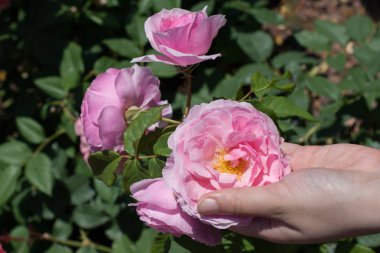 Elindeki güzel taze güller