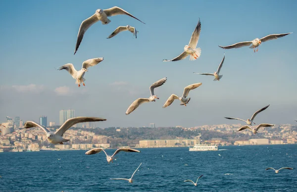 Gaivotas voando no céu de Istambul da Turquia — Fotografia de Stock
