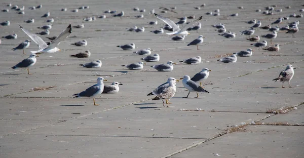 As gaivotas estão em repouso em um chão de concreto — Fotografia de Stock