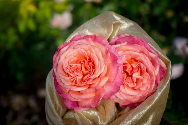 Цветущие красивые букет роз в саду — стоковое фото