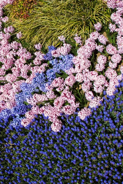 Kwitnące Kwiaty Sprawiają Kwiaty Tekstury Tła — Zdjęcie stockowe