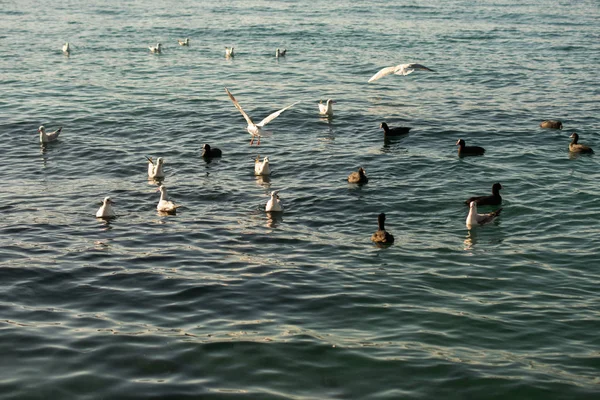 Seagulls Sea Water — Stock Photo, Image