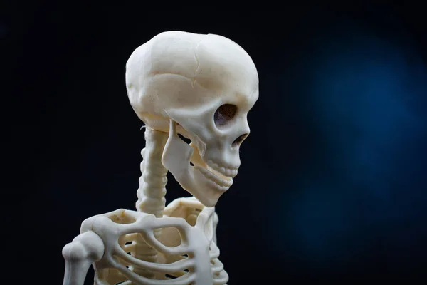 解剖学のためのヒト骨格モデル — ストック写真