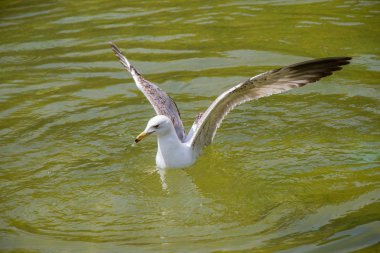 Seagull on pond water in the park