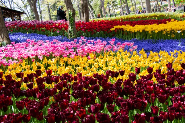 Blühende Blumen Machen Floralen Hintergrund Textur — Stockfoto