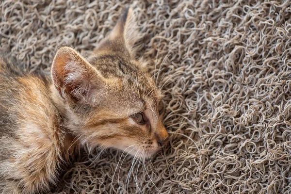 Portret Van Mooie Kitten Huisdier — Stockfoto