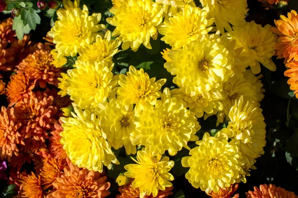 Virágzó Virágok Hogy Virágos Háttér Textúra — Stock Fotó