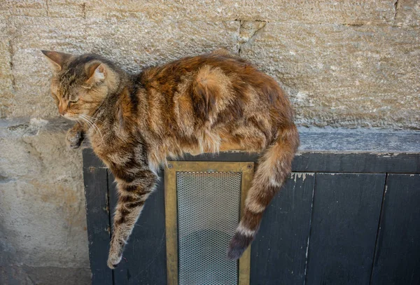 Retrato Gato Encantador Como Animal Doméstico Vista —  Fotos de Stock