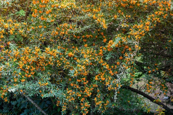 Fruits Sauvages Trouvés Dans Arbre Dans Nature — Photo