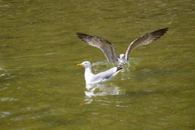 Deniz suyunun üzerindeki martılar