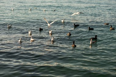 Deniz suyunun üzerindeki martılar