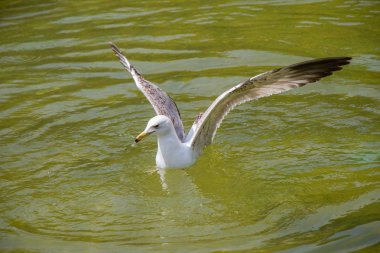 Seagull on pond water in the park
