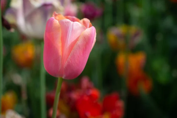 Красивые Красочные Тюльпаны Весеннем Саду — стоковое фото