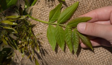 Keten brandanın üzerinde yeşil yapraklar