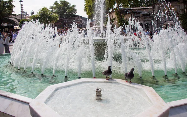 Pombos Sedentos Bebendo Água Durante Dia Quente Fonte — Fotografia de Stock