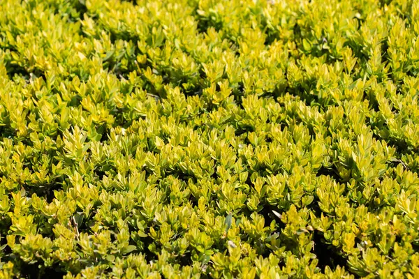 Ağaç yaprakları çiçekli arka plan, doku olarak