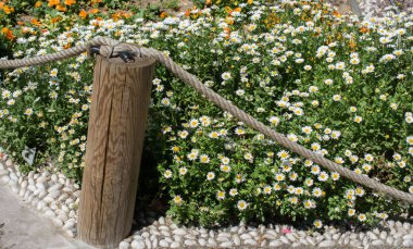 Çiçek açan güzel renkli doğal çiçekler.