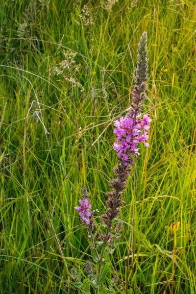 Florescendo Belas Flores Silvestres Coloridas Artvin Highland — Fotografia de Stock