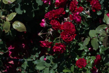 Bahçenin arka planında çiçek açan güzel renkli güller.