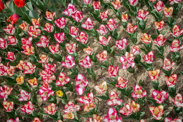 Kolorowe Kwiaty Tulipana Kwitnące Wiosennym Ogrodzie — Zdjęcie stockowe