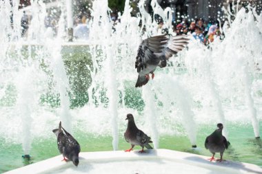 Susamış güvercinler çeşmede sıcak gündüz suyu içiyorlar.