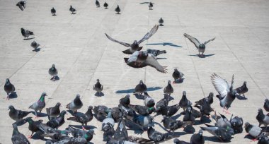 Güzel vahşi güvercinler şehir ortamında yaşar.