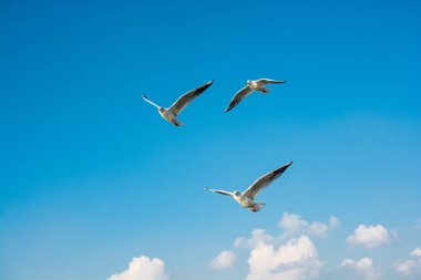 İstanbul 'da gökyüzünde uçan martılar