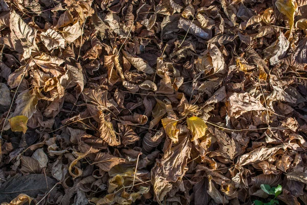 Textuur Achtergrond Van Herfst Seizoen Met Bladeren — Stockfoto