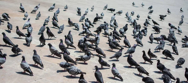 素敵な野生のハトの鳥は都市環境に住んでいます — ストック写真