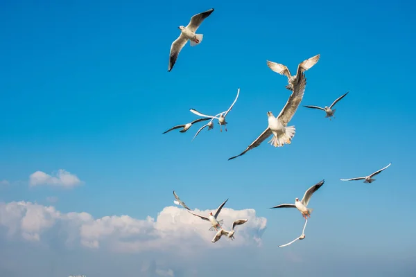 Möwen fliegen im Himmel, Möwen fliegen im Himmel als Hintergrund — Stockfoto