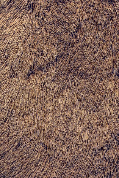 Dekoratív állati szőr, mint a háttér — Stock Fotó