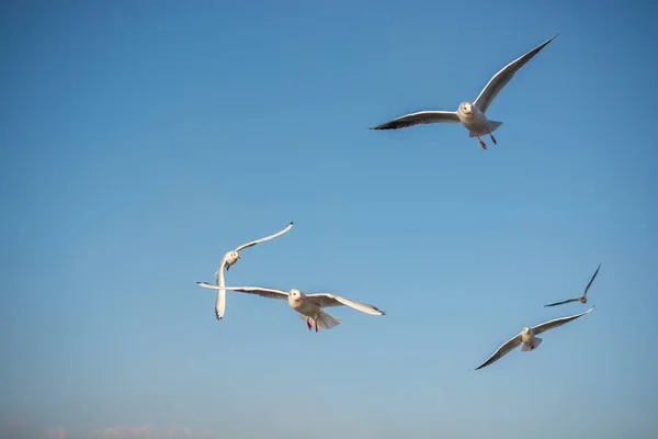 Mavi gökyüzünde uçan martılar — Stok fotoğraf