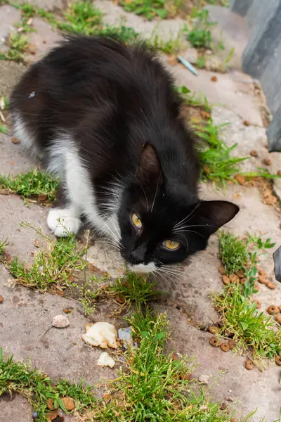 Ritratto di grazioso bel gattino come animale domestico — Foto Stock