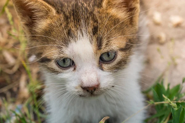 Evcil bir hayvan gibi sevimli kedi yavrusu portresi — Stok fotoğraf