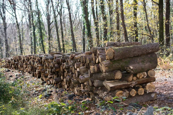 Stapel Von Baumstämmen Aufgeschichtete Baumstämme Wald — Stockfoto