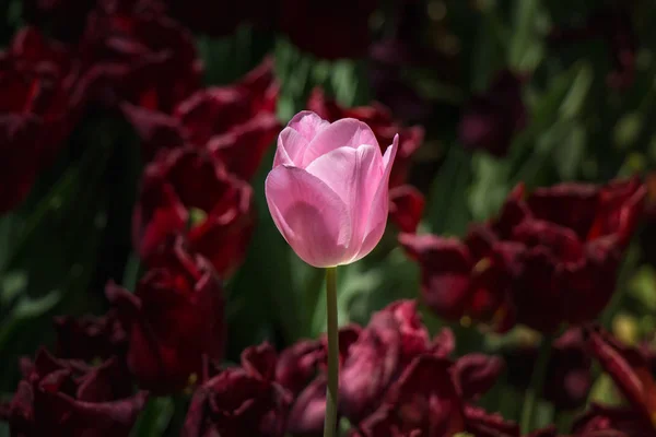 Herausragende Bunte Tulpenblume Frühlingsgarten — Stockfoto