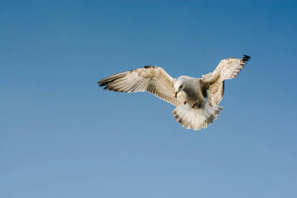 Seagull Flying Sky Freedom Concept — Stock Photo, Image