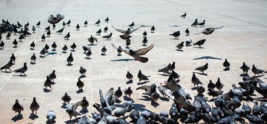 Güzel güvercin kuşları, şehir güvercinleri şehir ortamında yaşıyor.