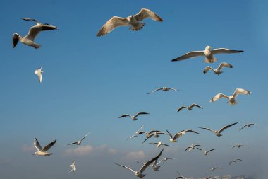 Martı gökyüzünde uçuyor. Özgürlük kavramı olarak uçan martı.