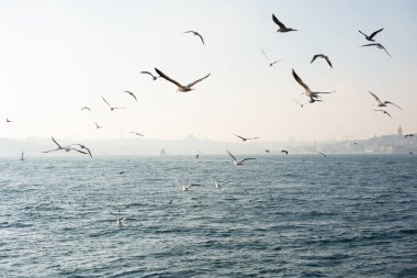 Martılar deniz suyunun üzerindedir.