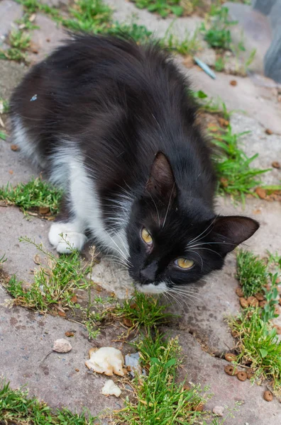 Ritratto Bel Gattino Come Animale Domestico Vista — Foto Stock