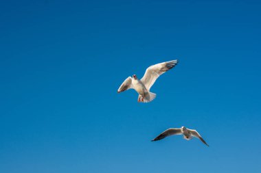 Martı gökyüzünde uçuyor. Özgürlük kavramı olarak uçan martı.