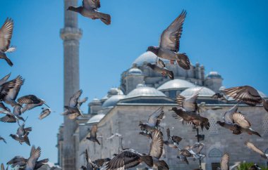 Güzel güvercin kuşları, şehir güvercinleri şehir ortamında yaşıyor.