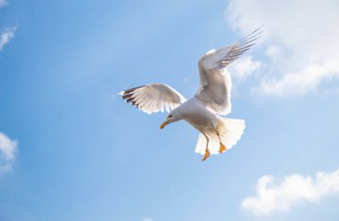 Martı gökyüzünde uçuyor. Özgürlük kavramı olarak uçan martı.