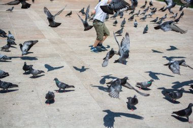 Sevimli güvercin kuşlarının arasında küçük bir çocuk Kentsel bir çevrede besleniyor