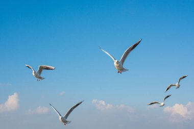 Martı gökyüzünde uçuyor. Özgürlük kavramı olarak uçan martı.