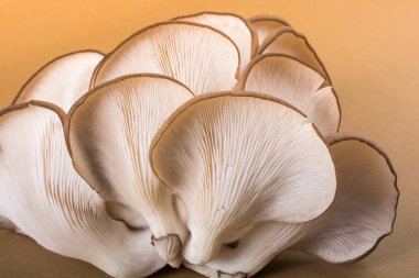 İstiridye mantarı ya da Pleurotus ostreatus kolayca ekilmiş mantar.