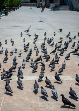 Güzel güvercin kuşları, şehir güvercinleri şehir ortamında yaşıyor.