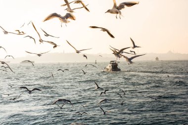 Martılar deniz suyunun üzerindedir.