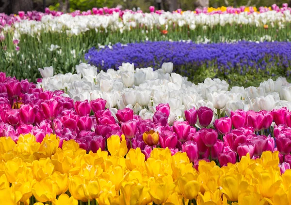 Fiori Tulipani Fiore Come Sfondo Vegetale Floreale — Foto Stock
